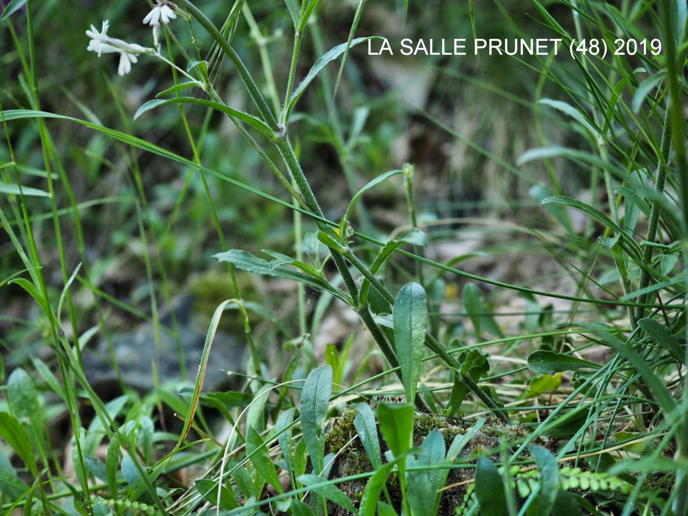 Catchfly, Italian leaf